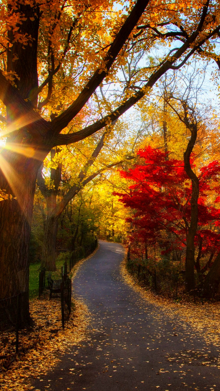 Weg Zwischen Bäumen Tagsüber. Wallpaper in 750x1334 Resolution