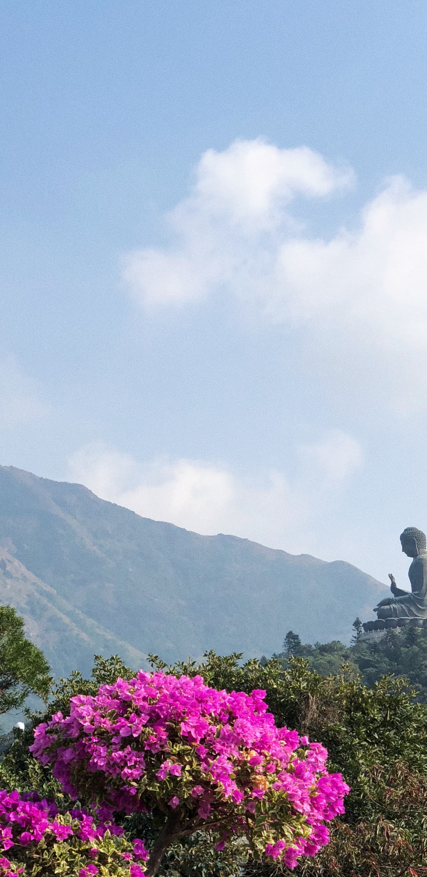 Vegetation, Mountainous Landforms, Cloud, Flower, Plant Community. Wallpaper in 1440x2960 Resolution