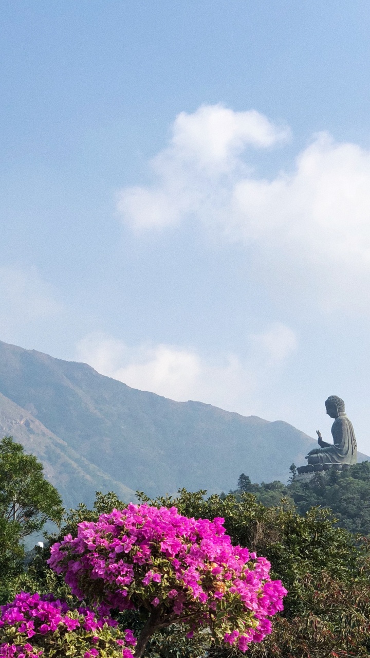 Vegetation, Mountainous Landforms, Cloud, Flower, Plant Community. Wallpaper in 720x1280 Resolution
