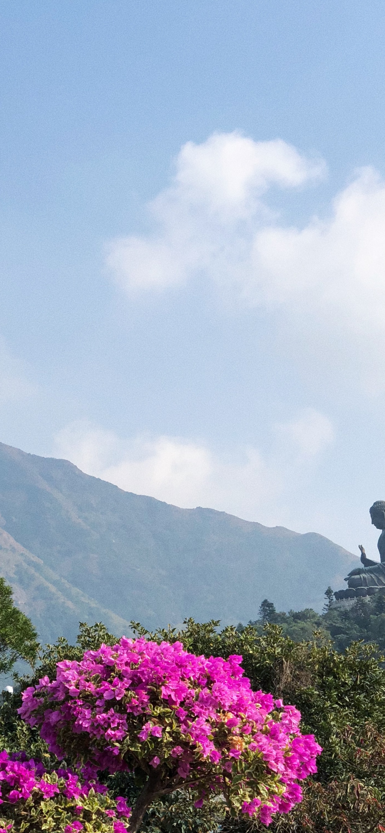 植被, 多山的地貌, 植物群, 高地 壁纸 1242x2688 允许