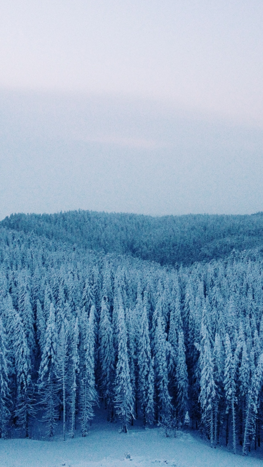 Green Trees Covered With Snow During Daytime. Wallpaper in 1080x1920 Resolution