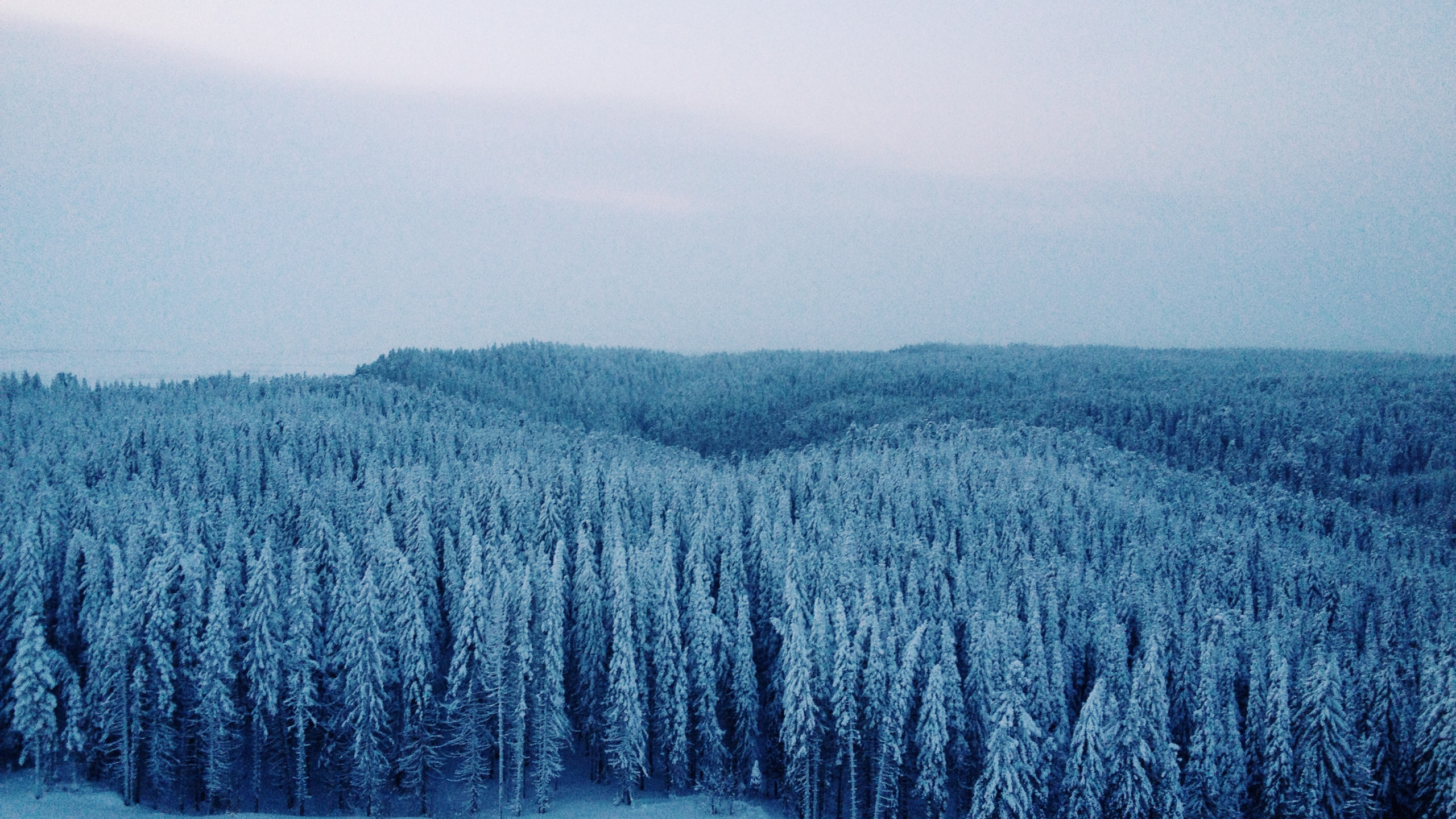 Green Trees Covered With Snow During Daytime. Wallpaper in 2560x1440 Resolution