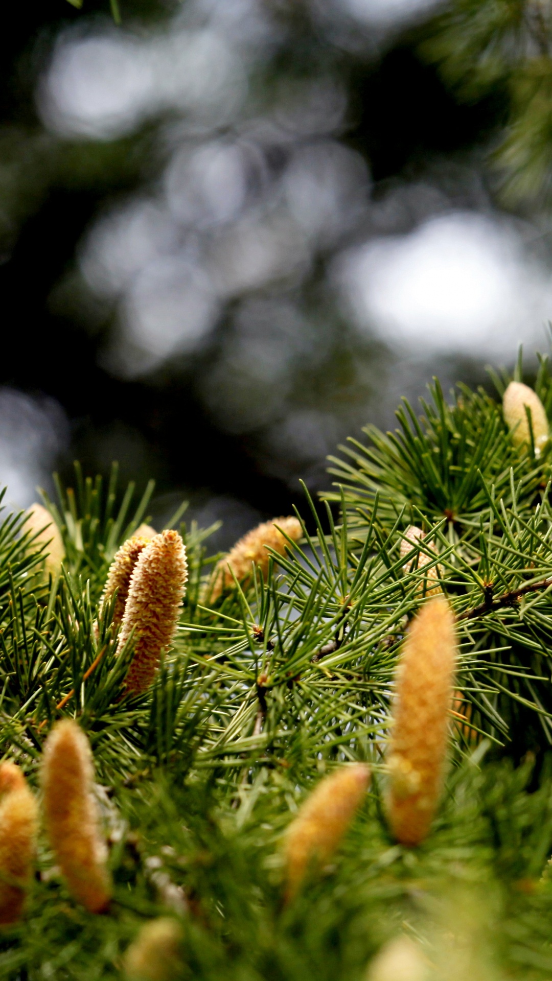 Plante Verte et Brune Pendant la Journée. Wallpaper in 1080x1920 Resolution