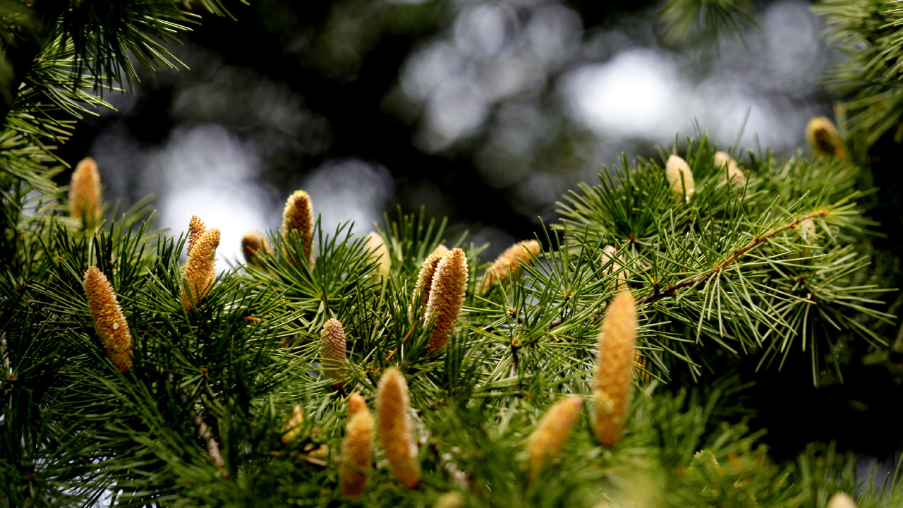 Plante Verte et Brune Pendant la Journée. Wallpaper in 1280x720 Resolution