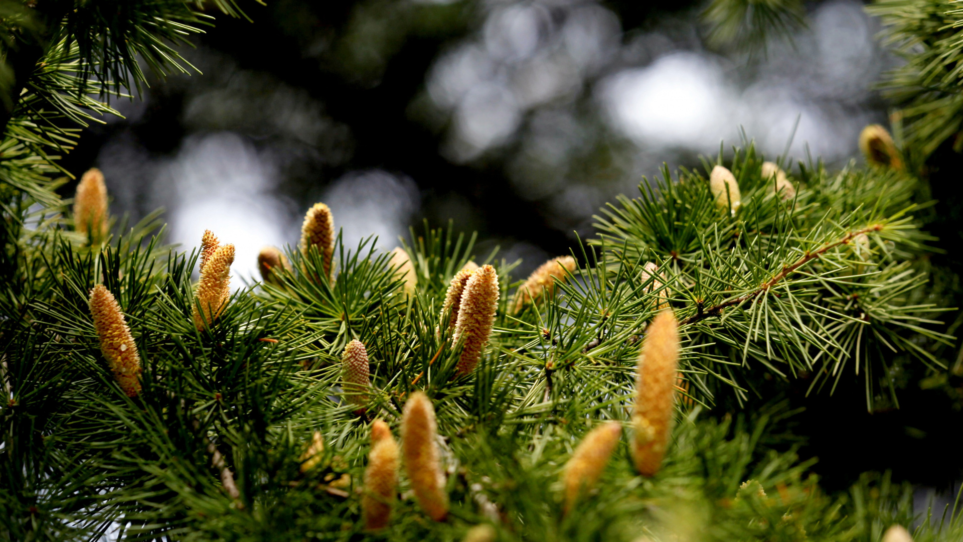 Plante Verte et Brune Pendant la Journée. Wallpaper in 1920x1080 Resolution