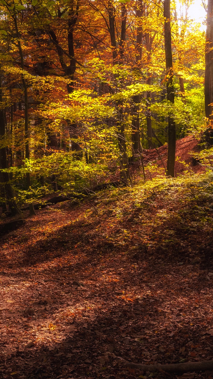 Autumn, Forest, Tree, Woodland, Brown. Wallpaper in 720x1280 Resolution