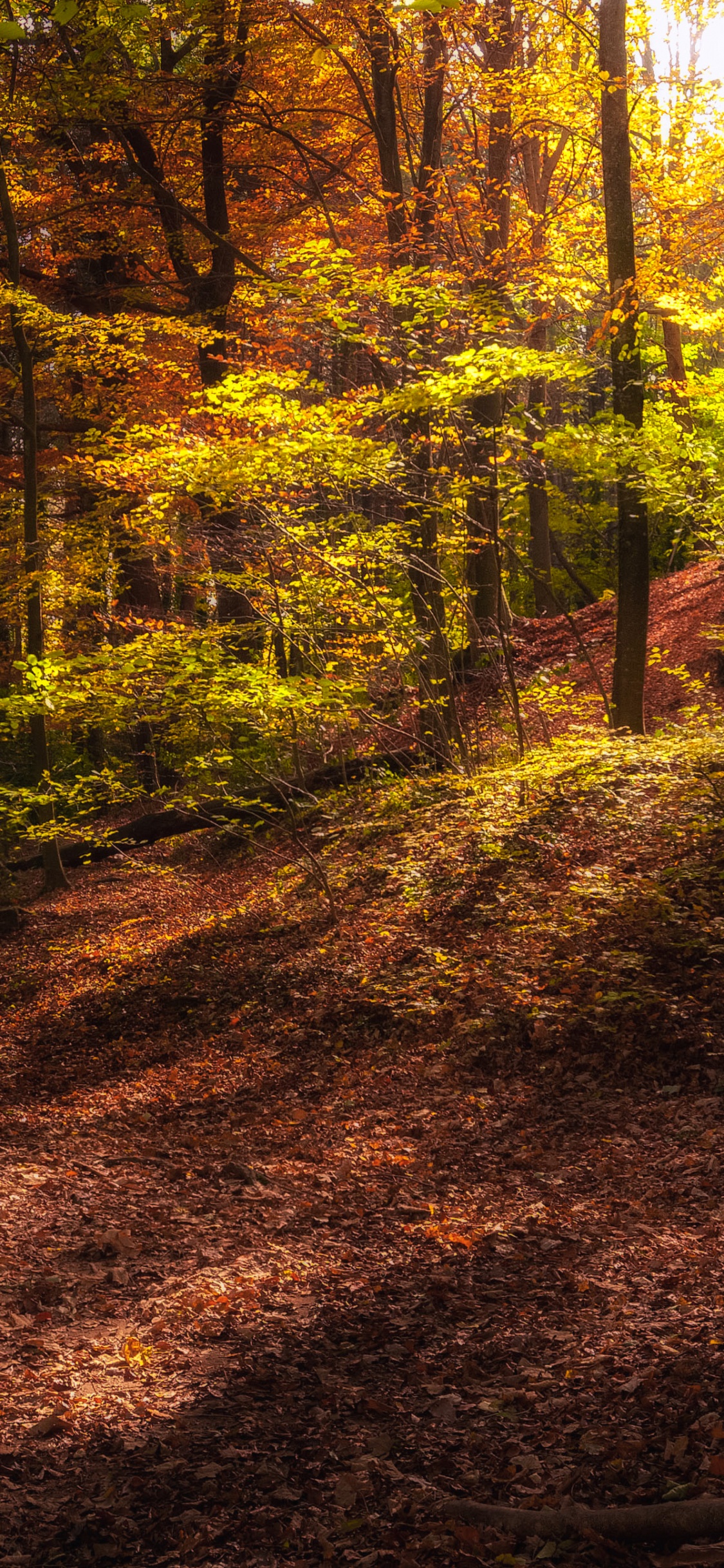 Herbst, Wald, Baum, Brown, Pflanzen-Gemeinschaft. Wallpaper in 1125x2436 Resolution
