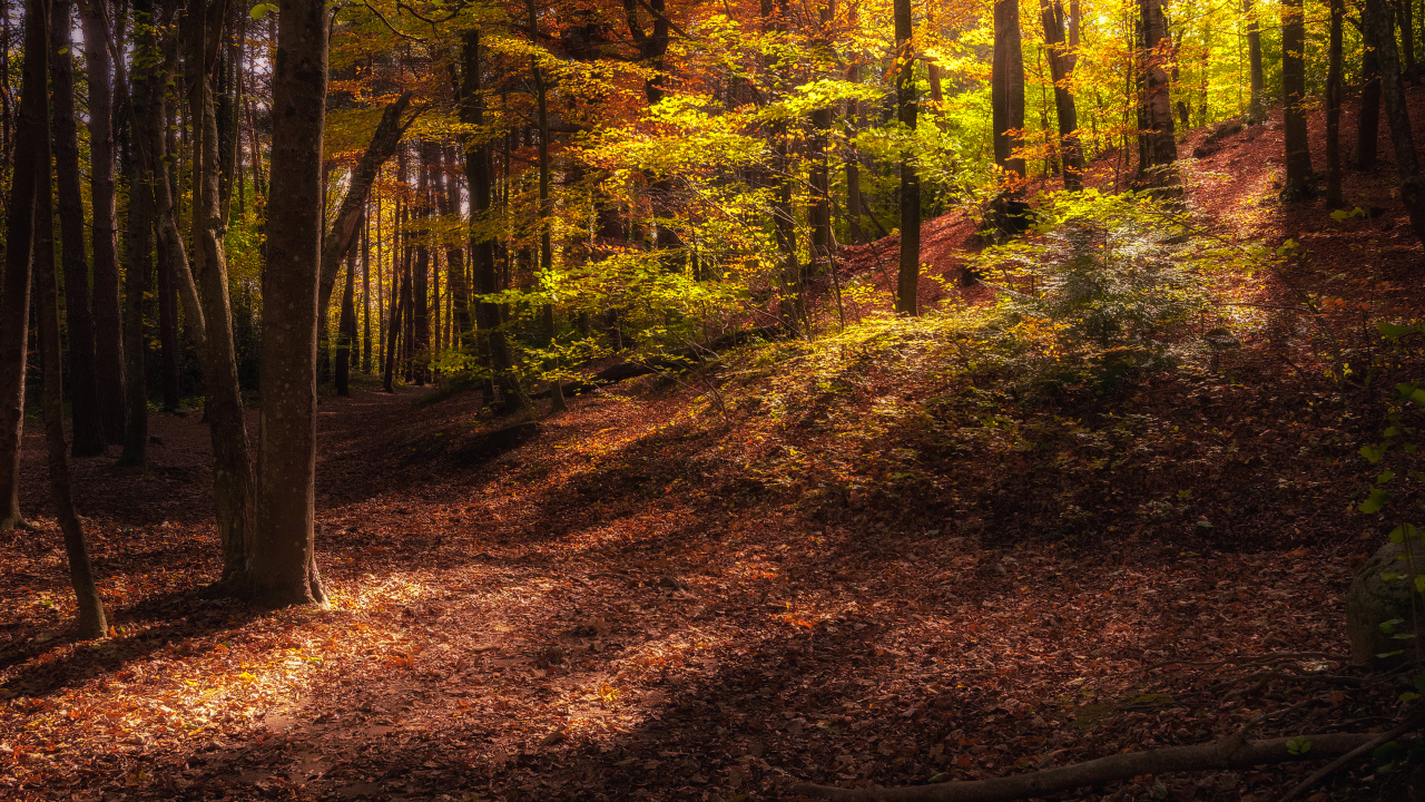 Herbst, Wald, Baum, Brown, Pflanzen-Gemeinschaft. Wallpaper in 1280x720 Resolution