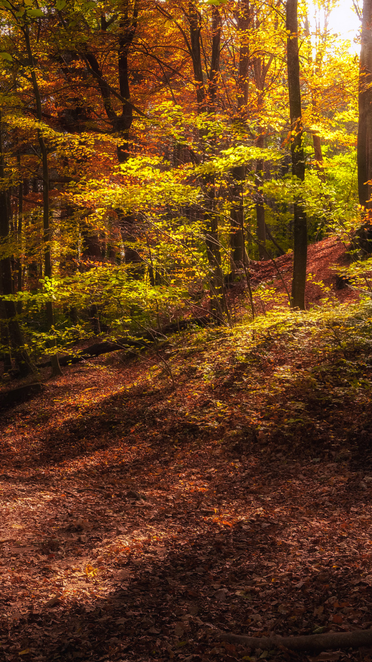 Herbst, Wald, Baum, Brown, Pflanzen-Gemeinschaft. Wallpaper in 750x1334 Resolution