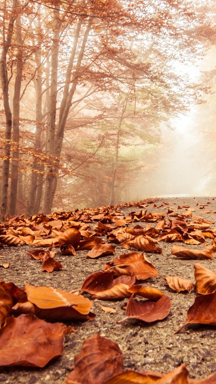 Brown Dried Leaves on Ground During Daytime. Wallpaper in 720x1280 Resolution