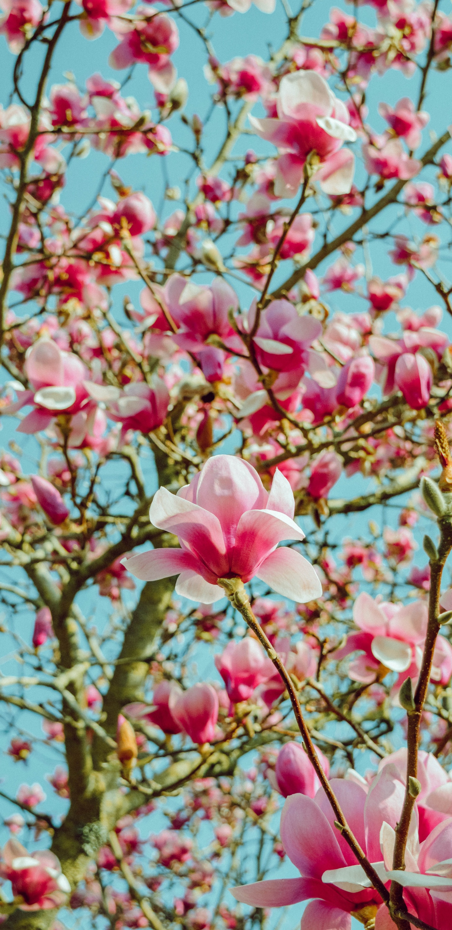 粉红色, 开花, 弹簧, 樱花, Apple 壁纸 1440x2960 允许