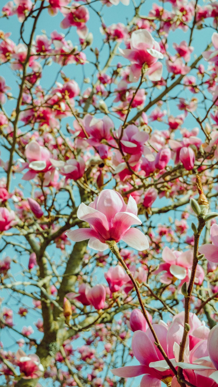 Fleur de Cerisier Rose en Fleur Pendant la Journée. Wallpaper in 720x1280 Resolution
