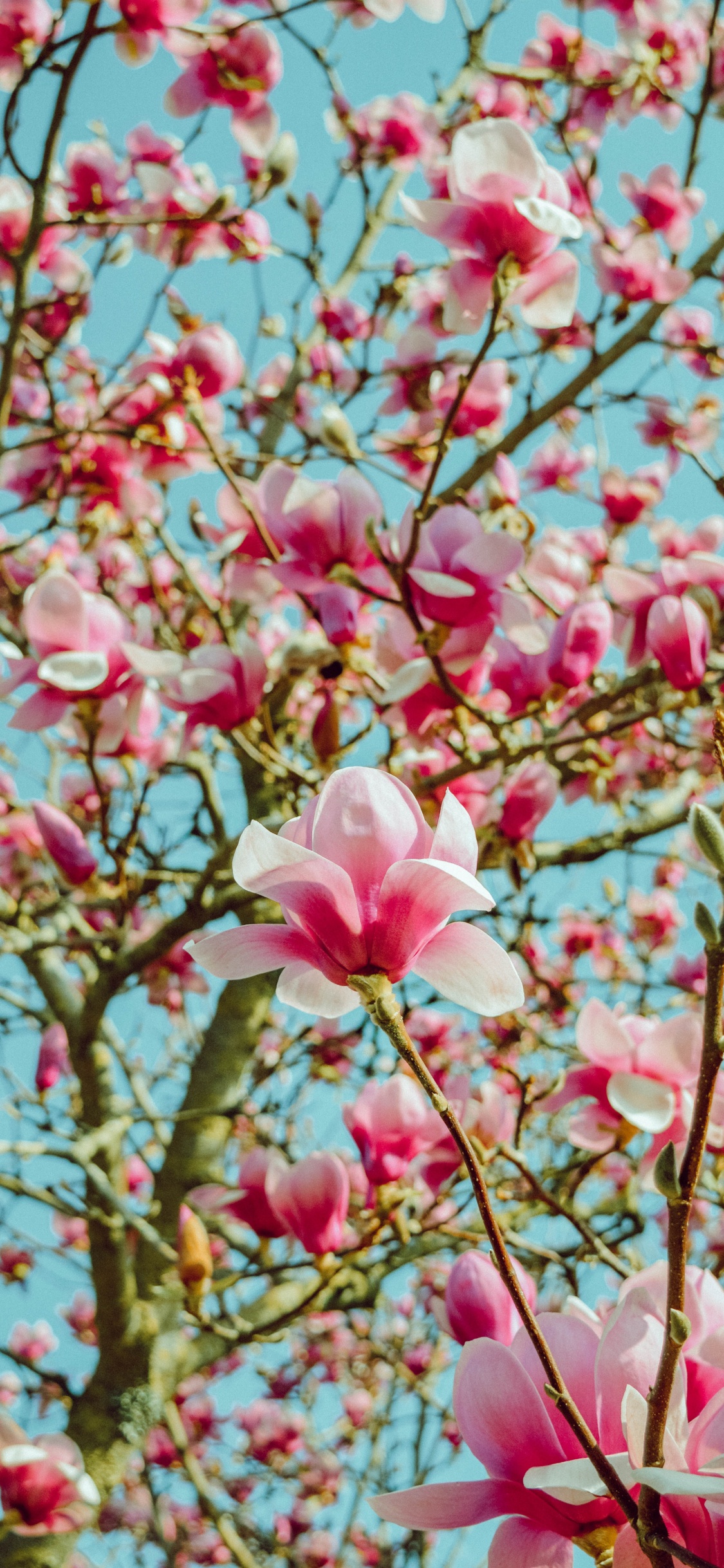 Pink Cherry Blossom in Bloom During Daytime. Wallpaper in 1125x2436 Resolution
