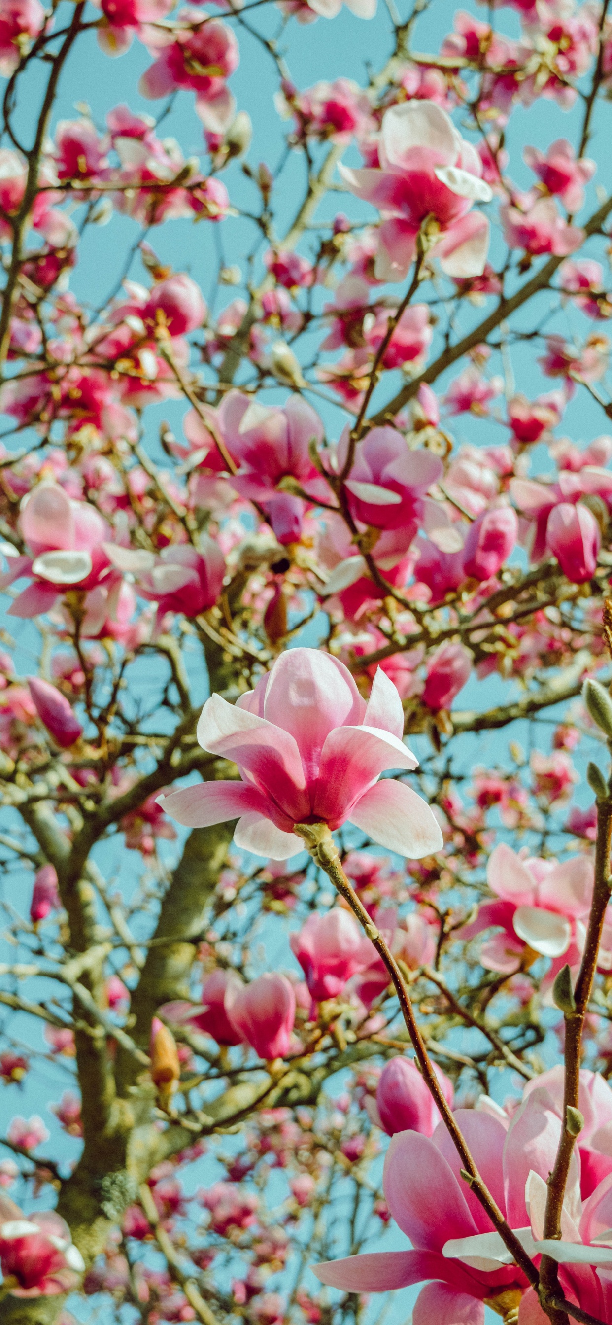 Pink Cherry Blossom in Bloom During Daytime. Wallpaper in 1242x2688 Resolution