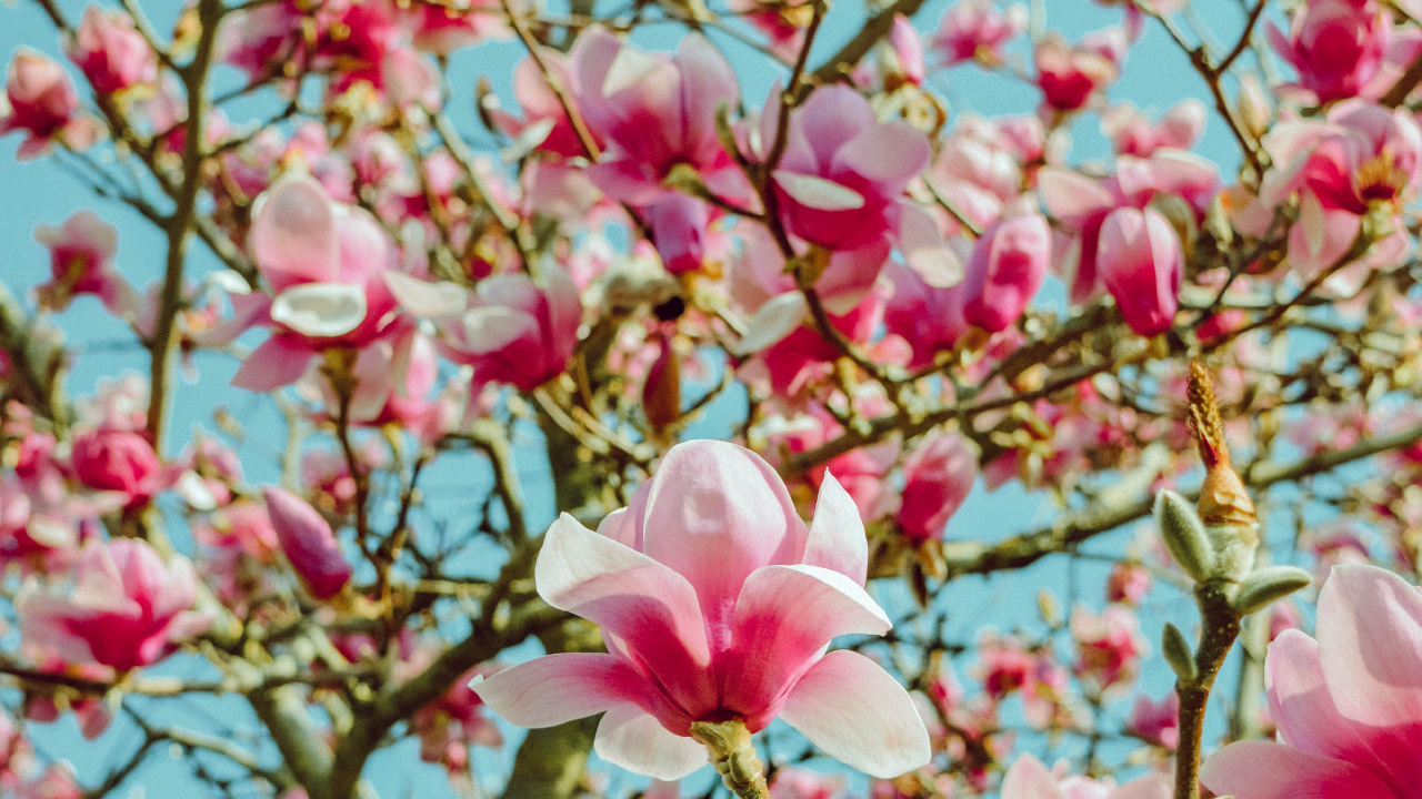 Pink Cherry Blossom in Bloom During Daytime. Wallpaper in 1280x720 Resolution
