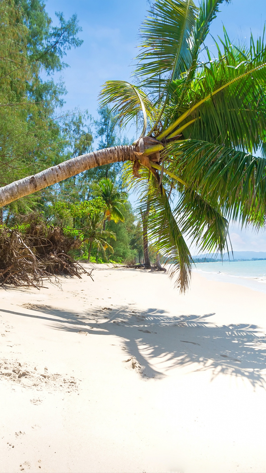 Coconut Tree on Beach Shore During Daytime. Wallpaper in 1080x1920 Resolution