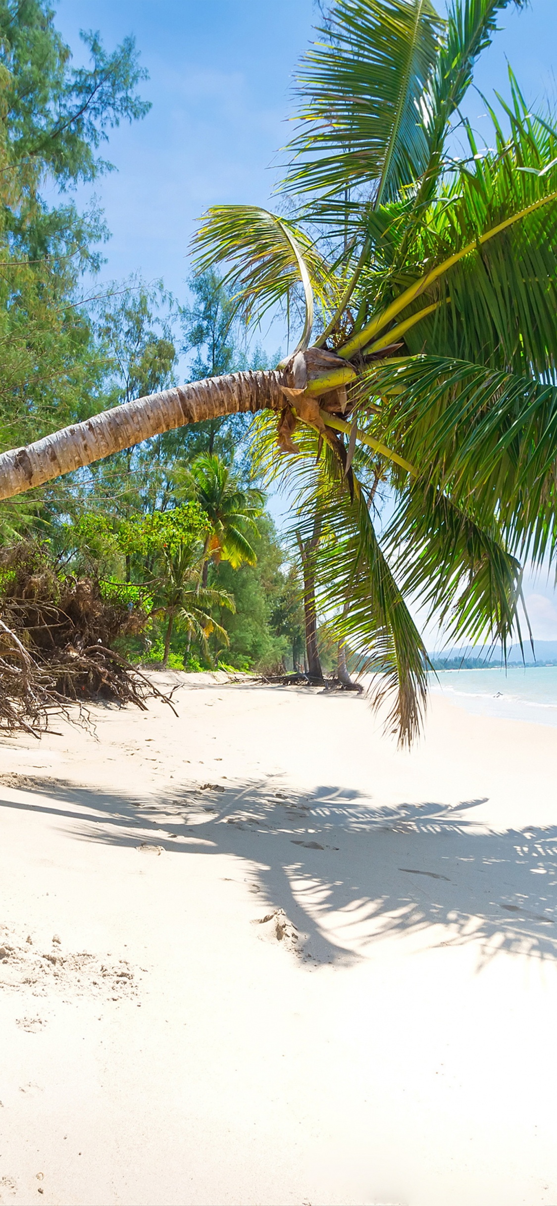 Coconut Tree on Beach Shore During Daytime. Wallpaper in 1125x2436 Resolution