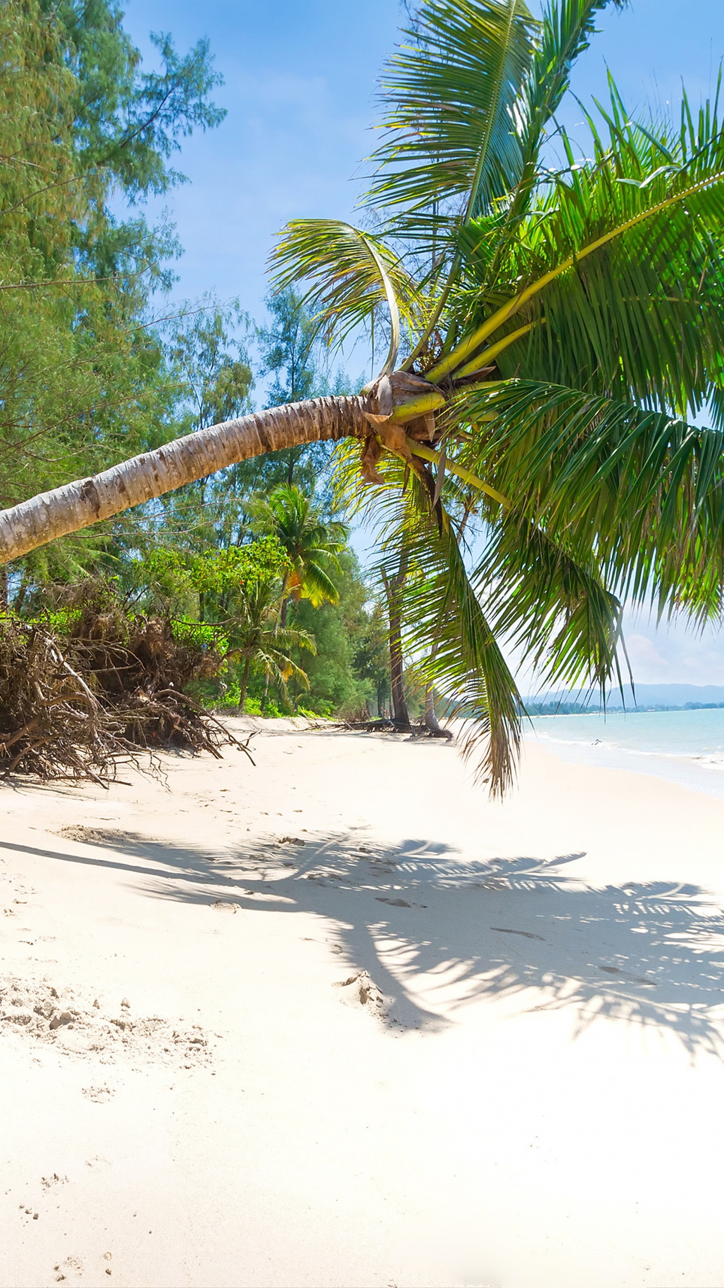 Coconut Tree on Beach Shore During Daytime. Wallpaper in 1440x2560 Resolution