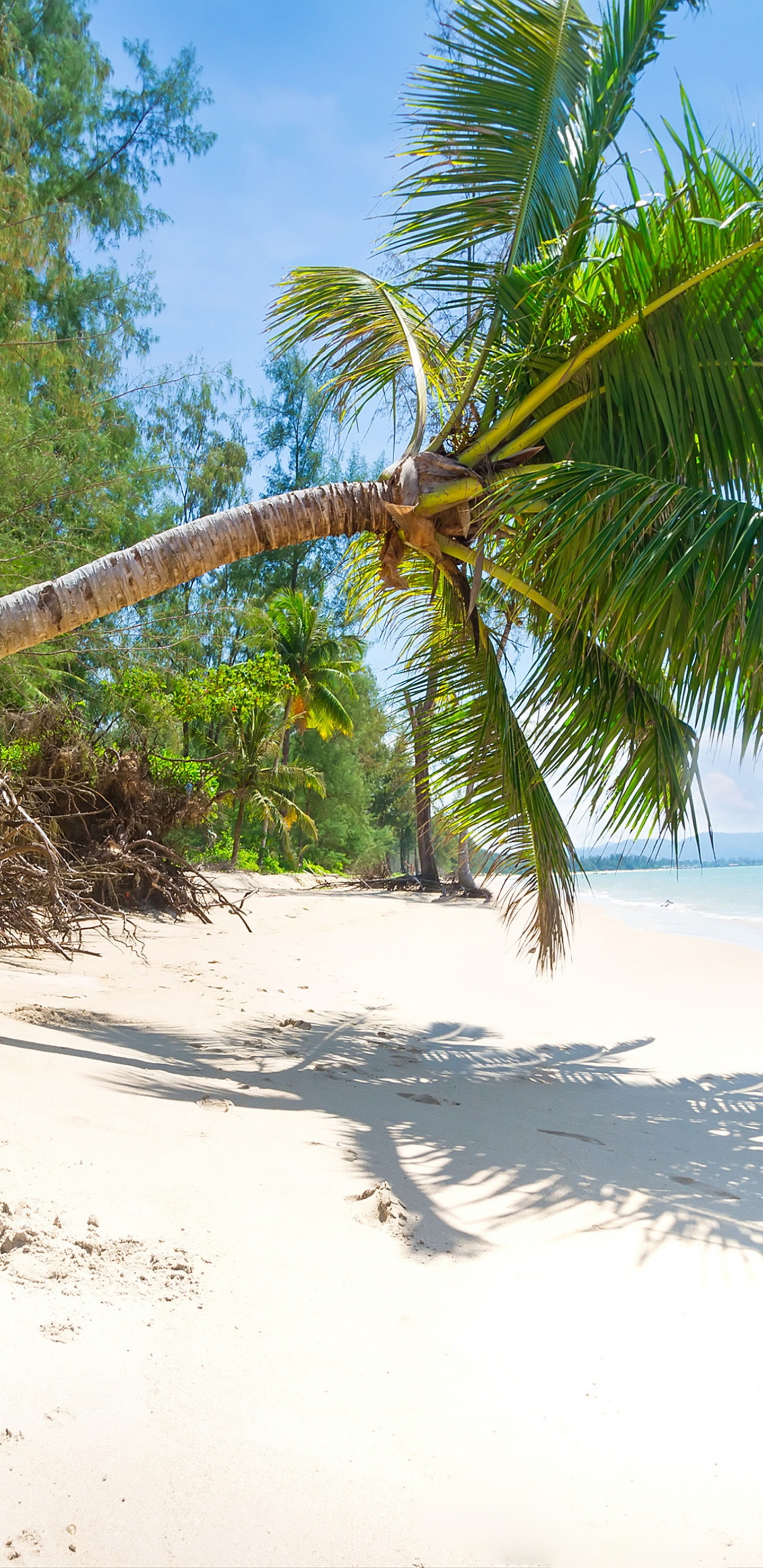 Coconut Tree on Beach Shore During Daytime. Wallpaper in 1440x2960 Resolution