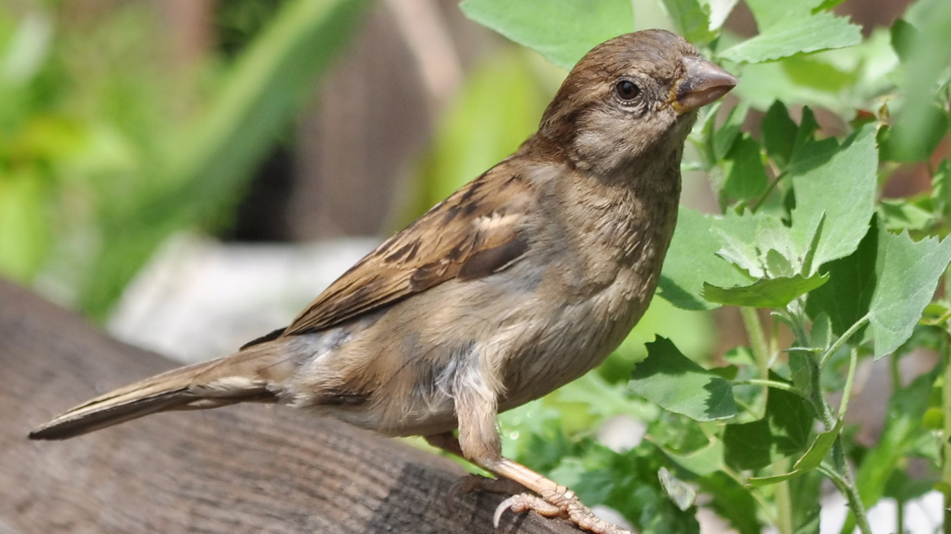Brown and White Bird on Brown Wooden Log During Daytime. Wallpaper in 1366x768 Resolution
