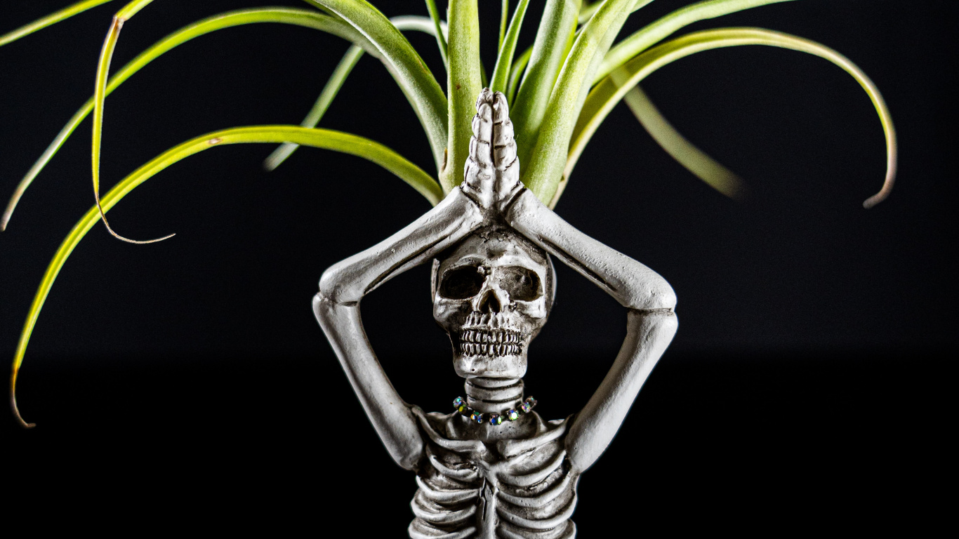 Skeleton, Action Figure, Plant, Terrestrial Plant, Hood. Wallpaper in 1366x768 Resolution