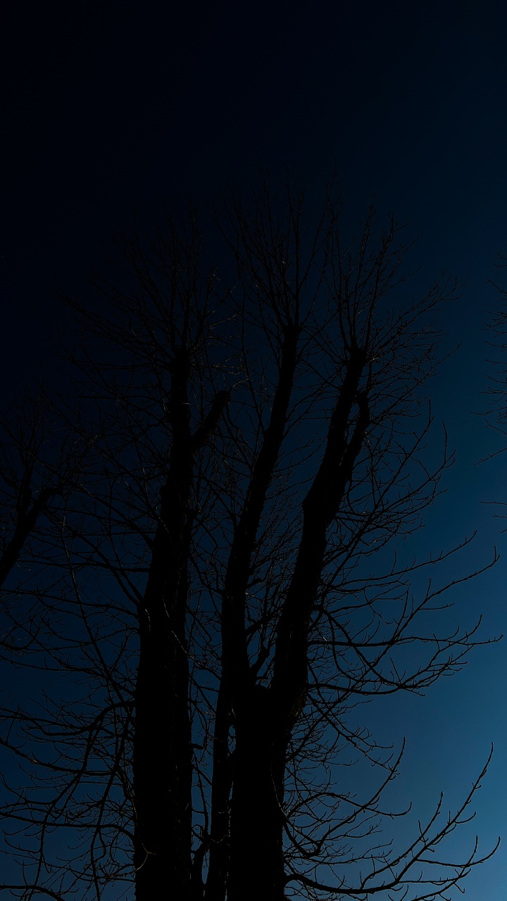 Ambiente, Ramita, Paisaje Natural, Atardecer, Madera. Wallpaper in 720x1280 Resolution