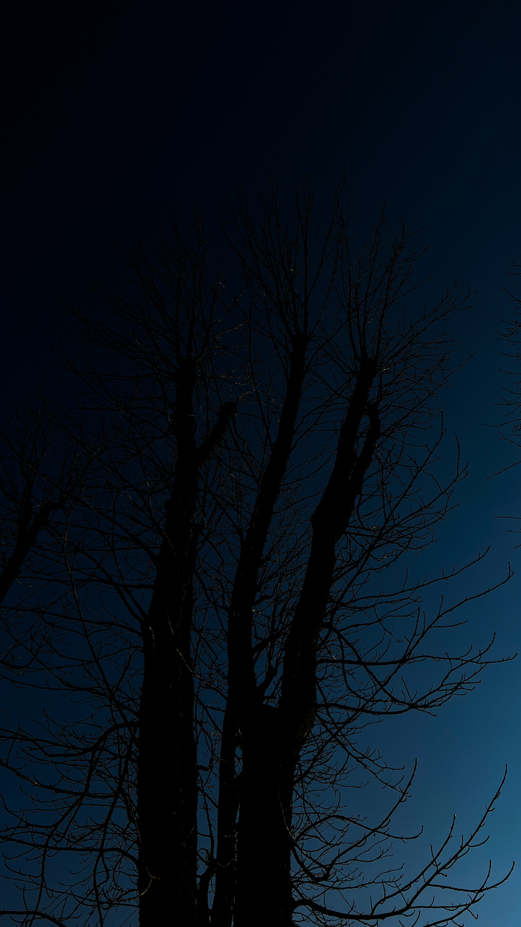 Ambiente, Ramita, Paisaje Natural, Atardecer, Madera. Wallpaper in 750x1334 Resolution