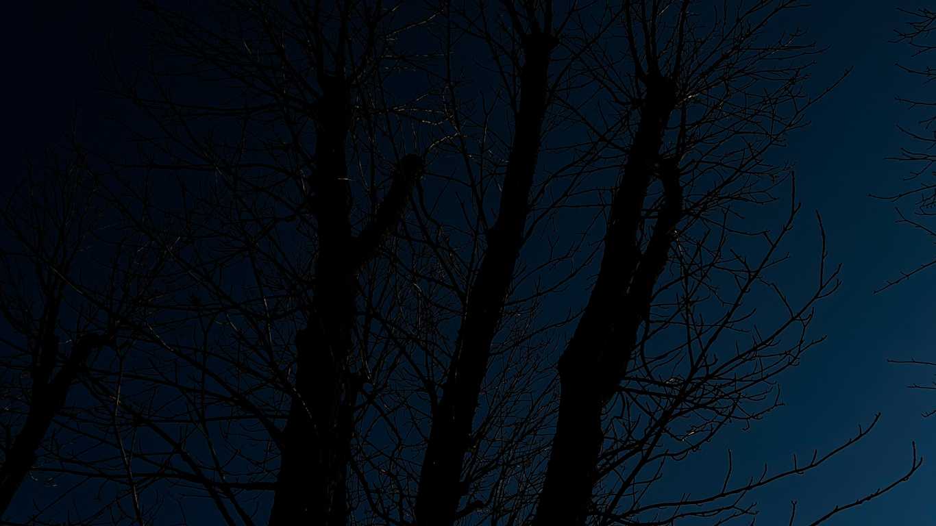 Atmosphère, Rameau, Paysage Naturel, de Teintes et de Nuances. Wallpaper in 1366x768 Resolution