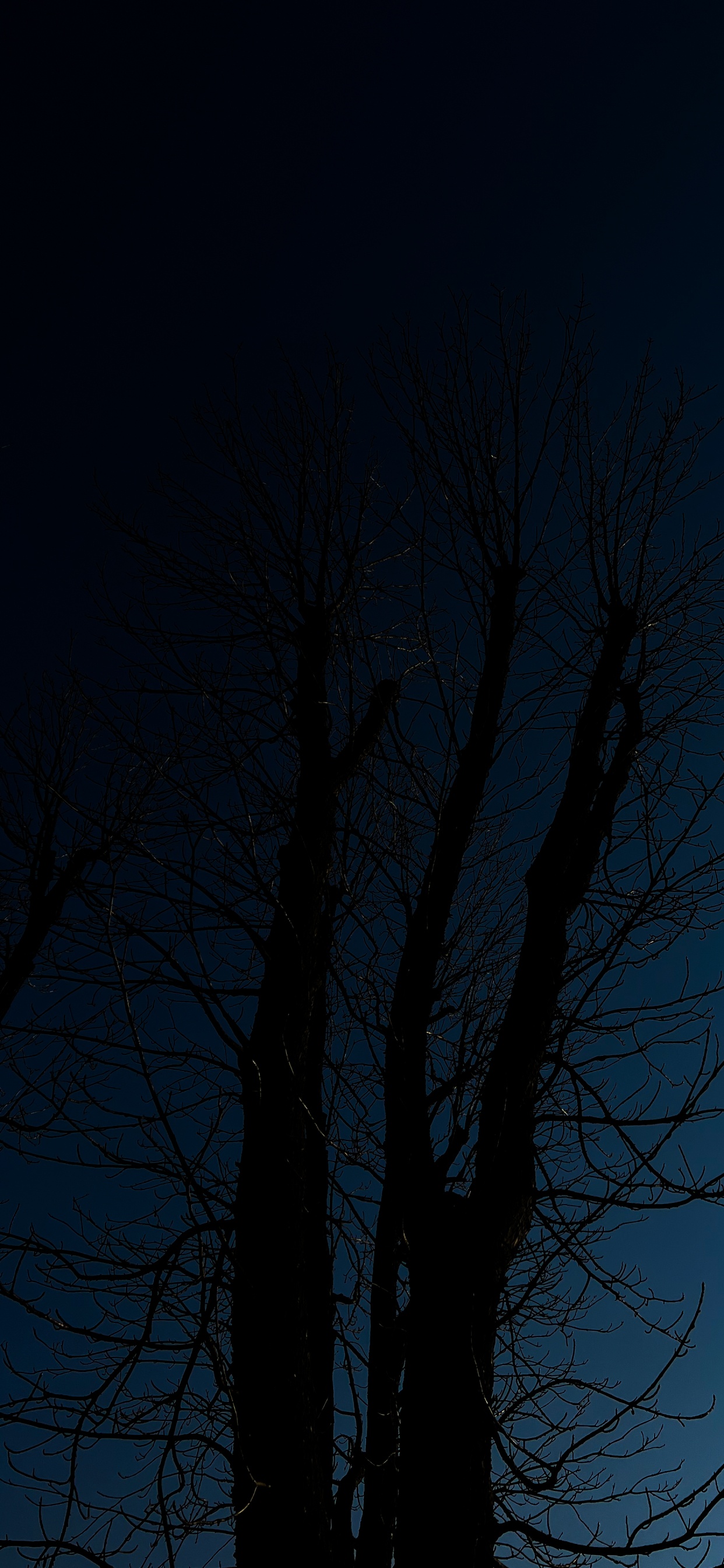 Baum, Atmosphäre, Zweig, Naturlandschaft, Stamm. Wallpaper in 1242x2688 Resolution