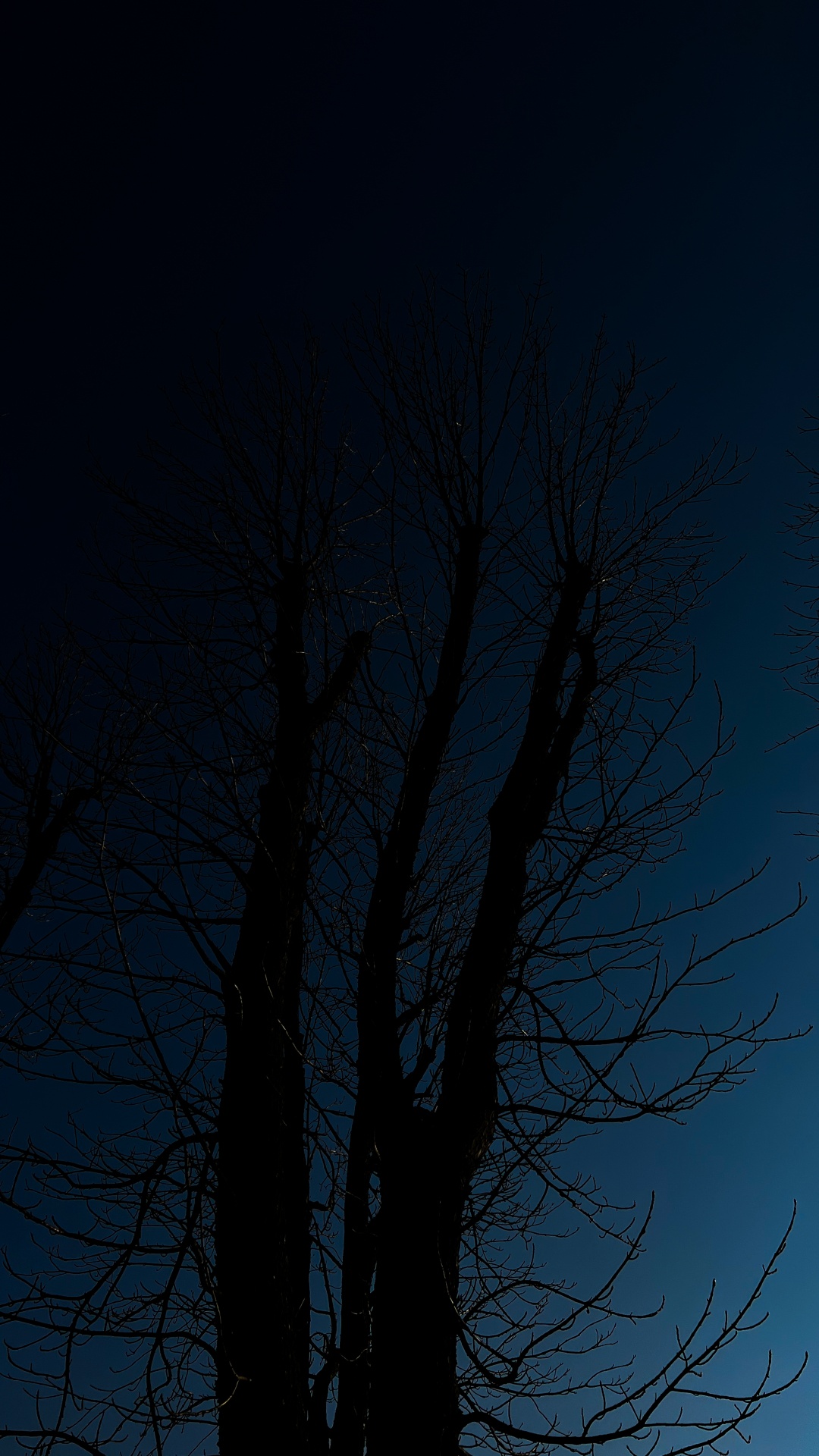 Tree, Atmosphere, Plant, Twig, Natural Landscape. Wallpaper in 1080x1920 Resolution