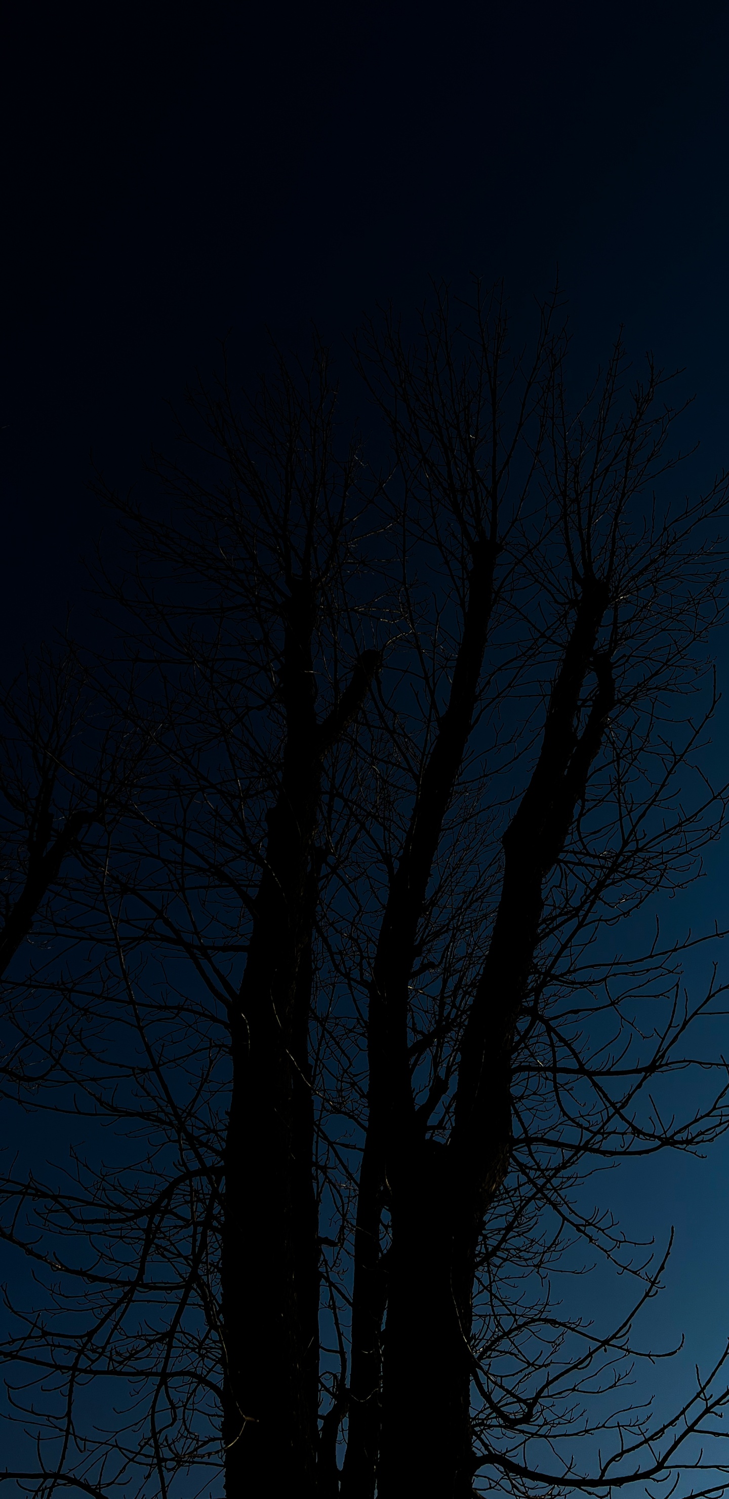 Tree, Atmosphere, Plant, Twig, Natural Landscape. Wallpaper in 1440x2960 Resolution