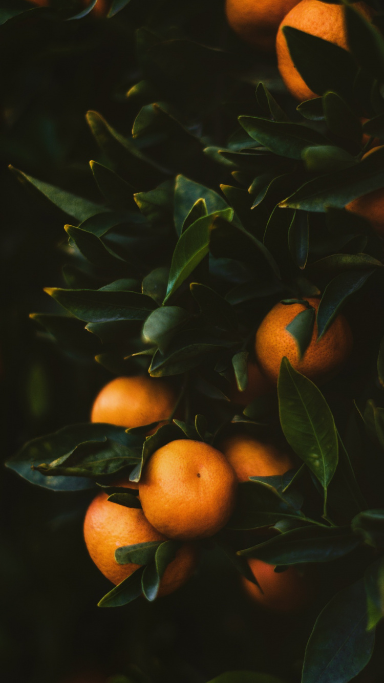 Orange, Sweet Orange, Valencia Orange, Tangelo, Clementine. Wallpaper in 750x1334 Resolution
