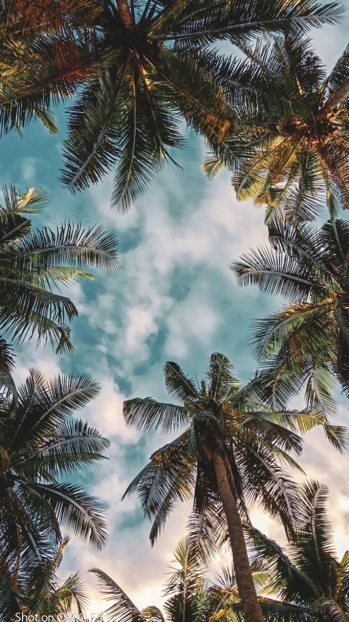 Sarah Cameron, Cloud, Daytime, Light, Botany. Wallpaper in 720x1280 Resolution