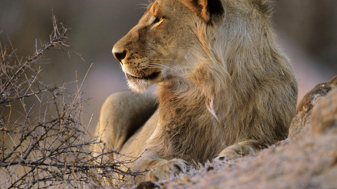 Lion Brun Allongé Sur L'herbe Brune Pendant la Journée. Wallpaper in 1280x720 Resolution
