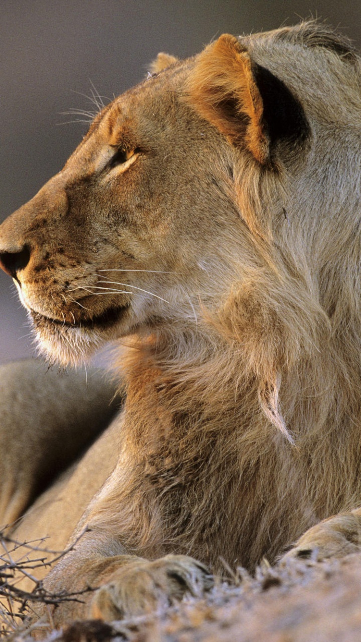 Lion Brun Allongé Sur L'herbe Brune Pendant la Journée. Wallpaper in 720x1280 Resolution