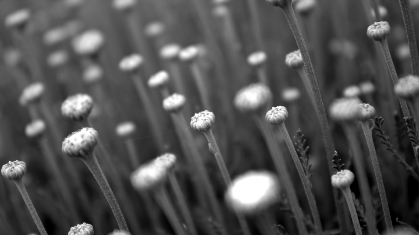 Photo en Niveaux de Gris de Fleur de Pissenlit. Wallpaper in 1366x768 Resolution