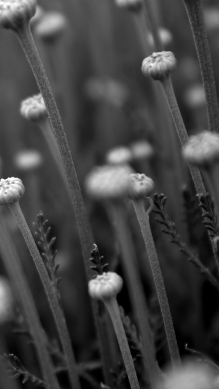Foto en Escala de Grises de Flor de Diente de León. Wallpaper in 720x1280 Resolution