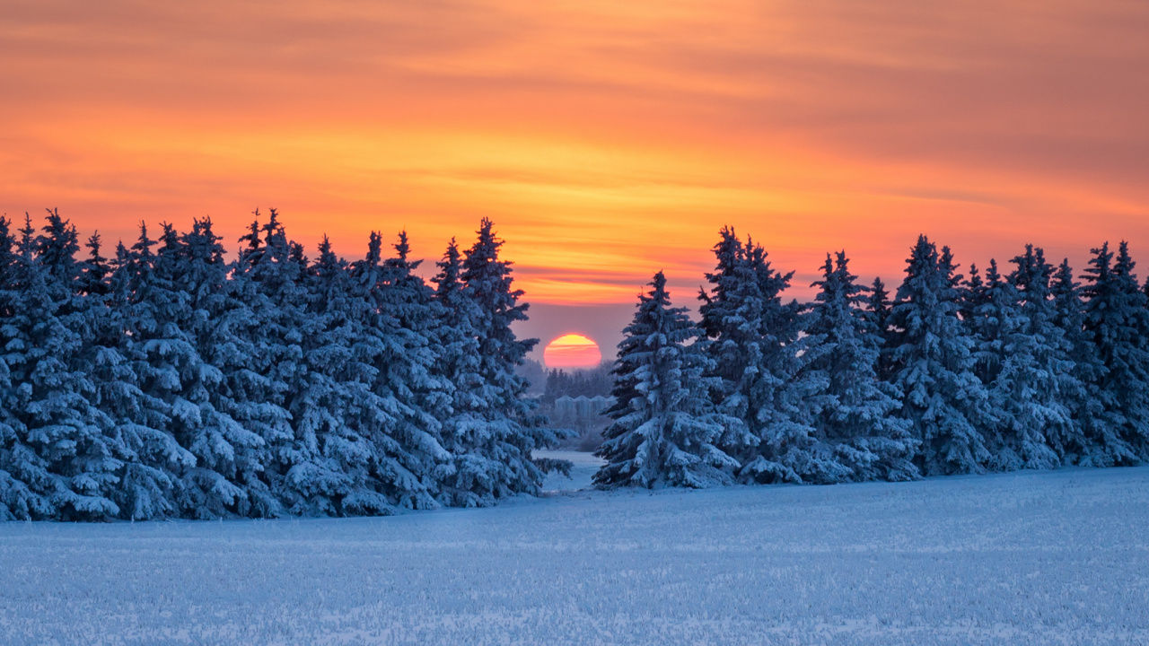 Snow Covered Trees During Sunset. Wallpaper in 1280x720 Resolution