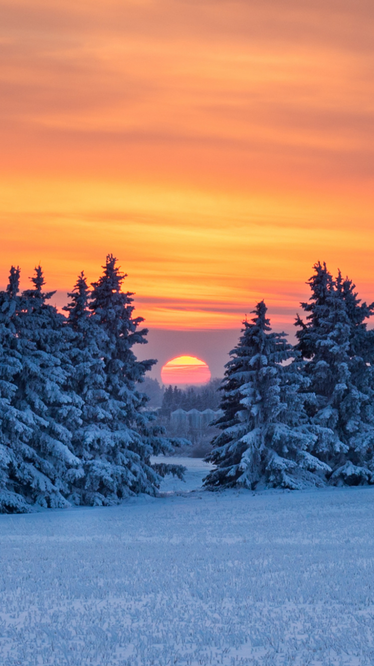 Snow Covered Trees During Sunset. Wallpaper in 750x1334 Resolution