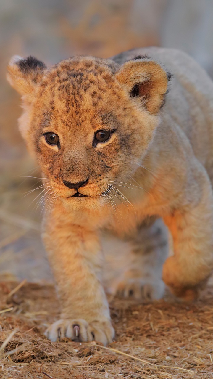 Petit Tigre Brun et Noir Sur Terrain D'herbe Brune Pendant la Journée. Wallpaper in 720x1280 Resolution