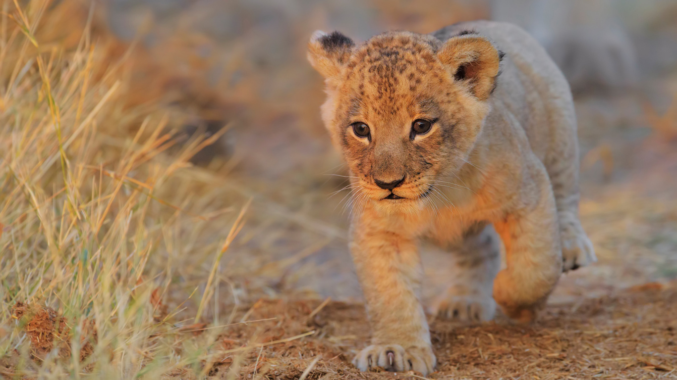 Brown and Black Tiger Cub on Brown Grass Field During Daytime. Wallpaper in 1366x768 Resolution