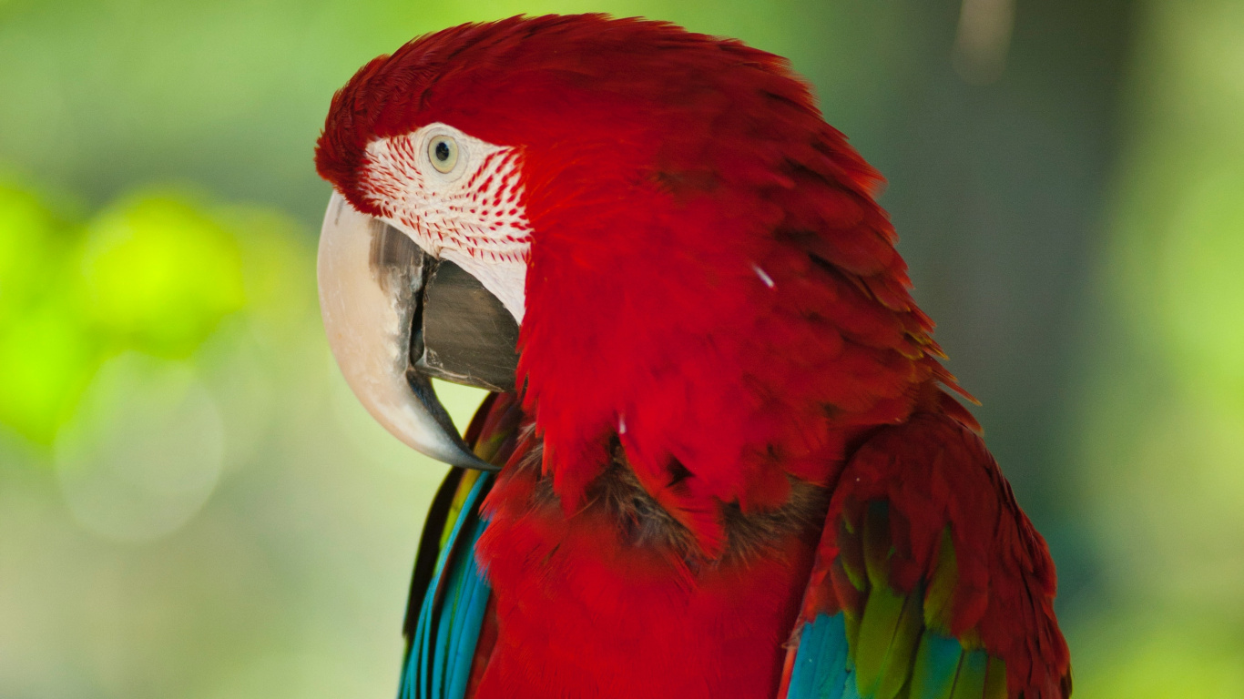 Red Blue and Green Parrot. Wallpaper in 1366x768 Resolution