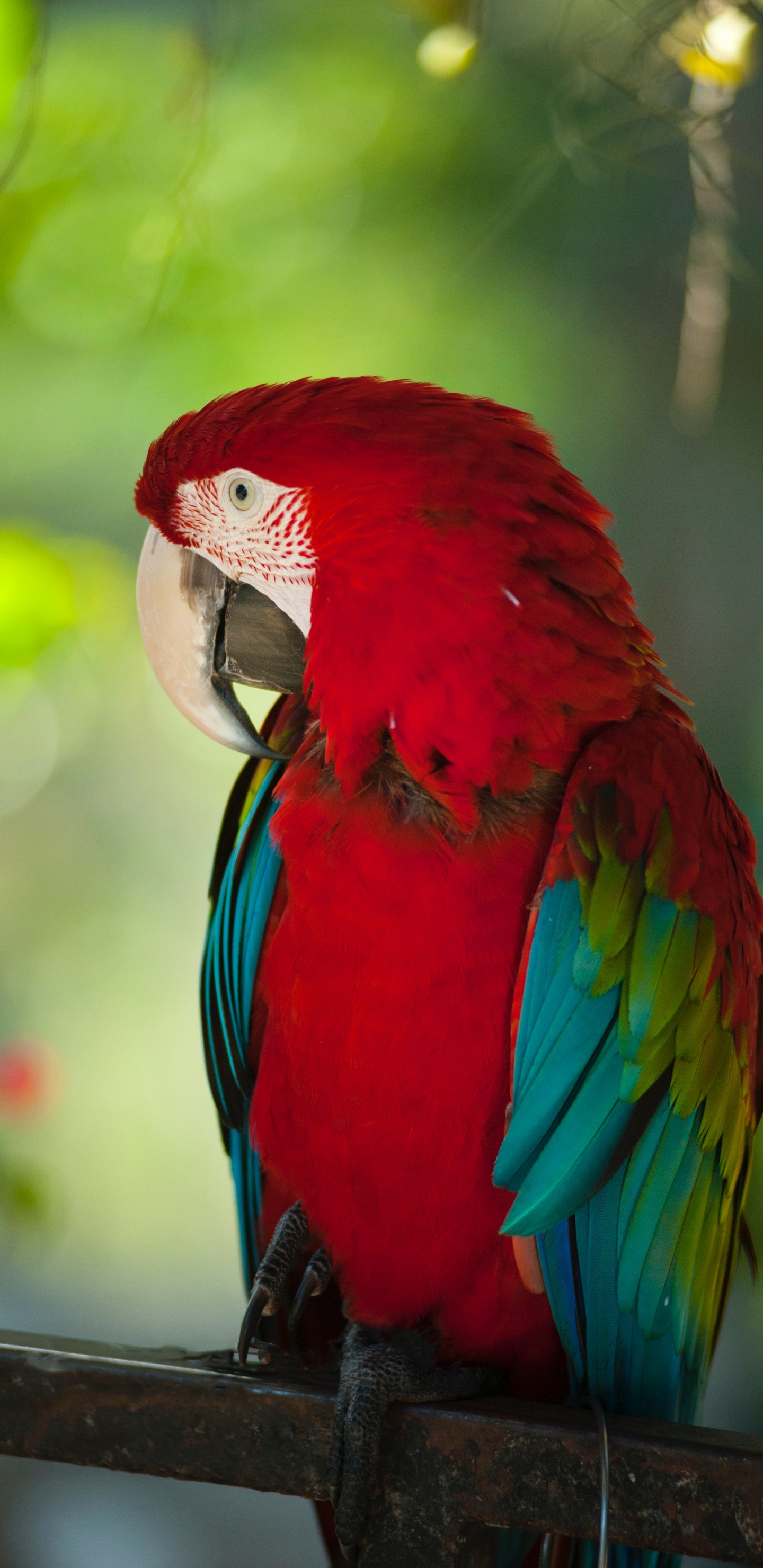 Red Blue and Green Parrot. Wallpaper in 1440x2960 Resolution