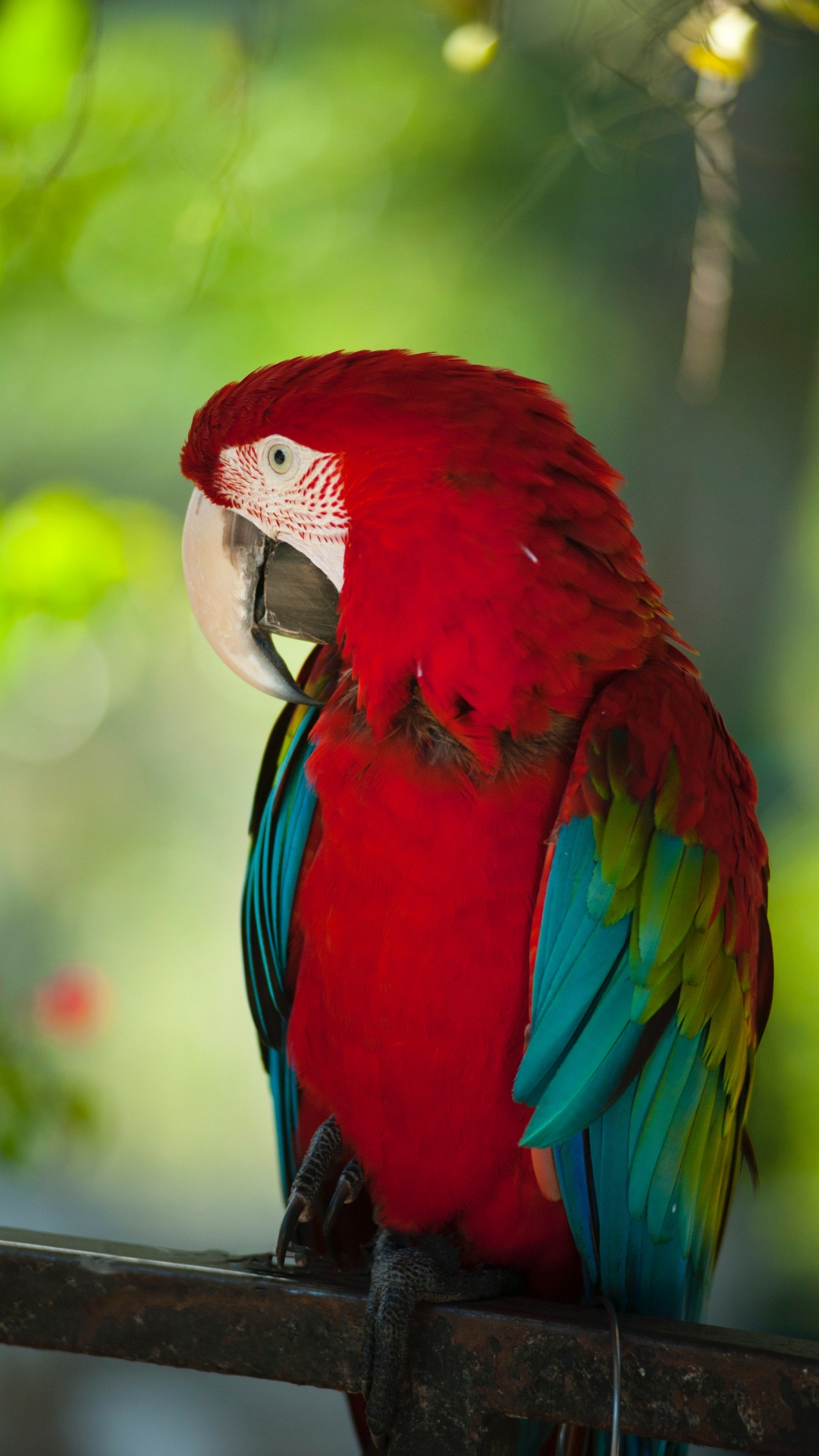 Loro Rojo Azul y Verde. Wallpaper in 1080x1920 Resolution