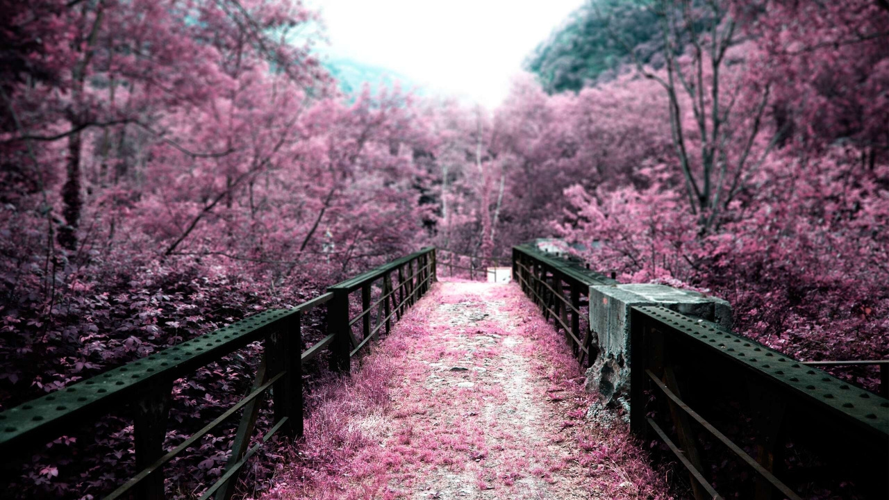 Brown Wooden Bridge Surrounded by Trees During Daytime. Wallpaper in 1280x720 Resolution