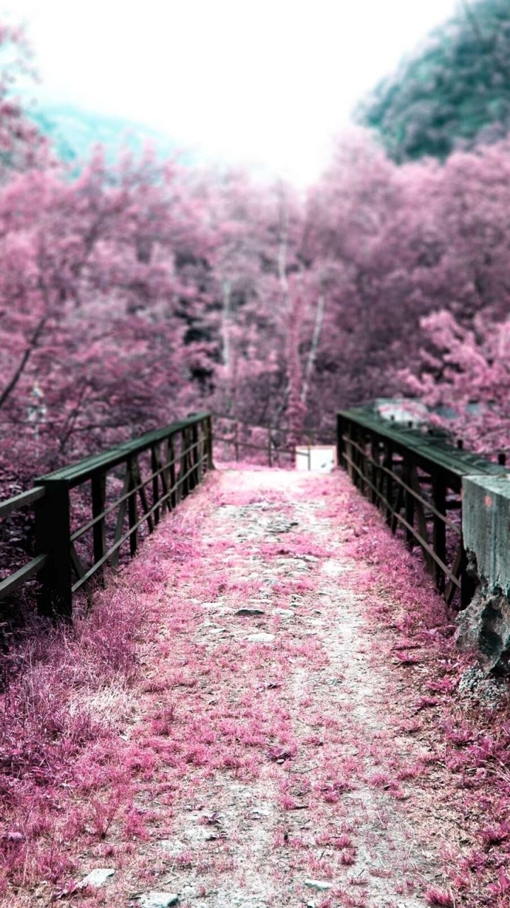 Pont en Bois Brun Entouré D'arbres Pendant la Journée. Wallpaper in 720x1280 Resolution