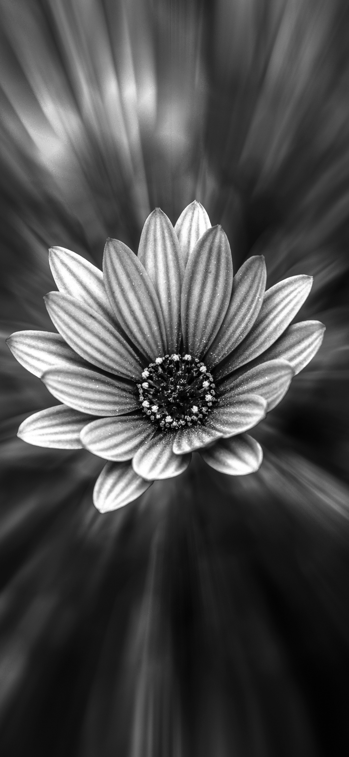 Grayscale Photo of a Flower. Wallpaper in 1125x2436 Resolution