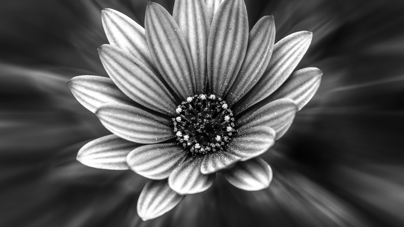 Grayscale Photo of a Flower. Wallpaper in 1366x768 Resolution