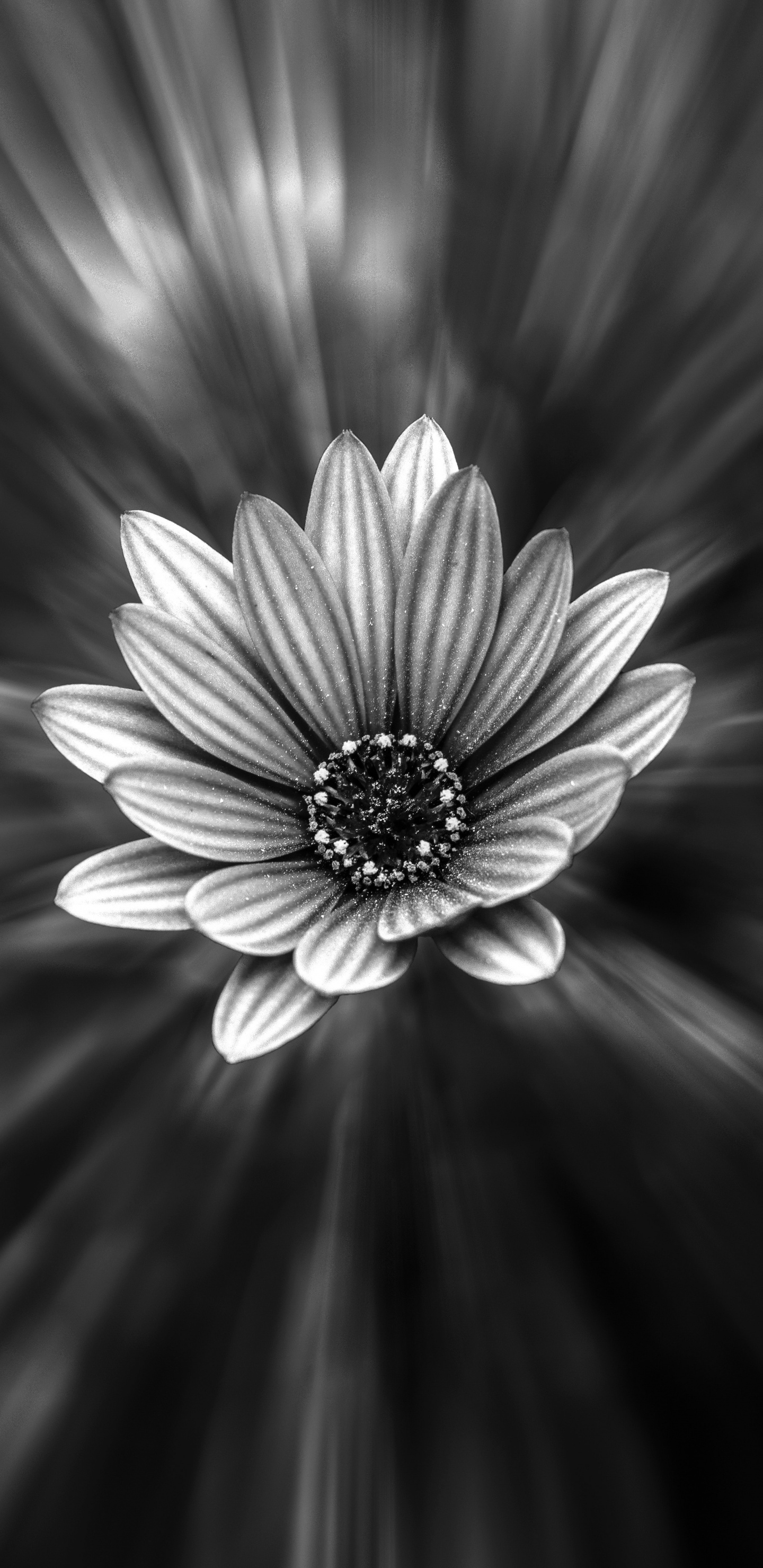 Grayscale Photo of a Flower. Wallpaper in 1440x2960 Resolution