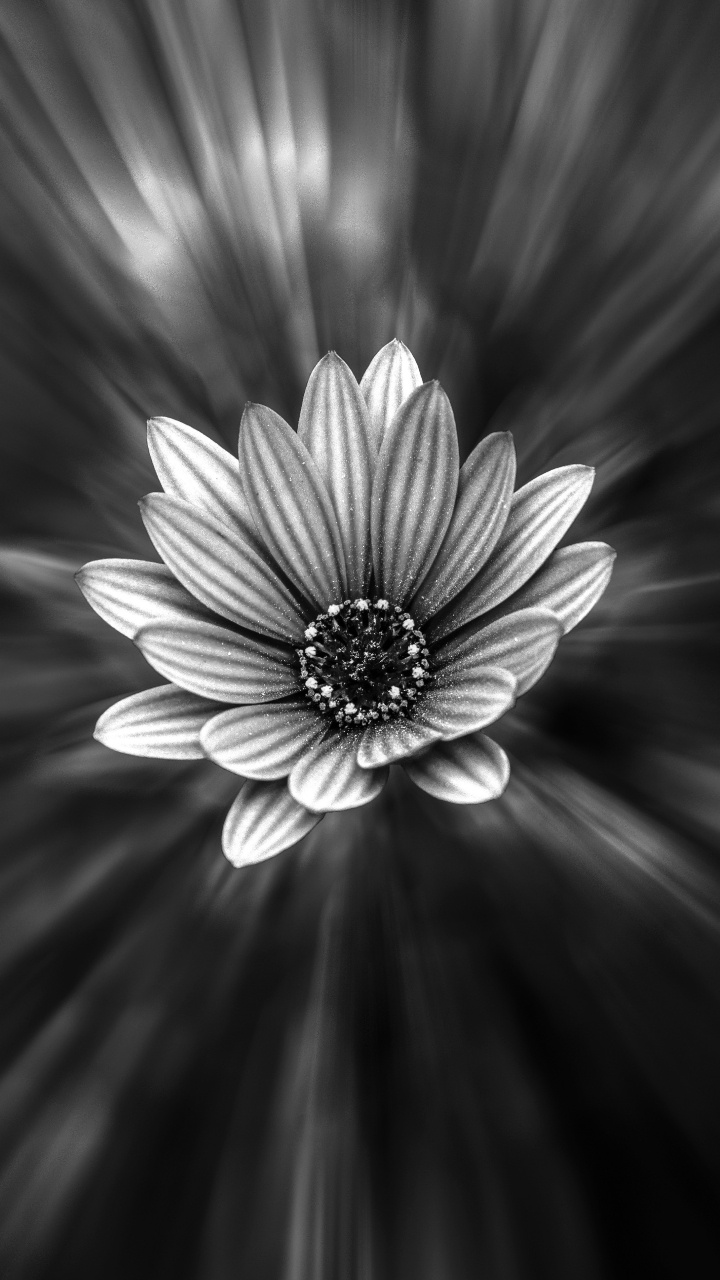 Grayscale Photo of a Flower. Wallpaper in 720x1280 Resolution